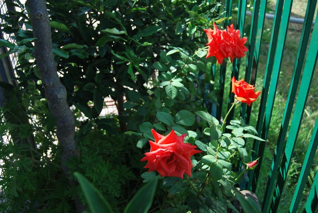 H And H Guesthouse Velipojë 외부 사진